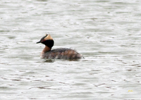 Horned Grebe